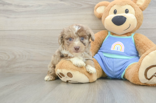 Mini Aussiedoodle Puppy for Adoption
