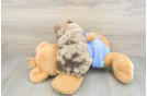 Mini Aussiedoodle Puppy for Adoption