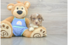 Best Mini Aussiedoodle Baby