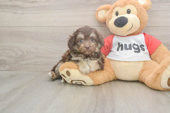5 week old Mini Aussiedoodle Puppy For Sale - Puppy Love PR Best Mini Aussiedoodle Baby