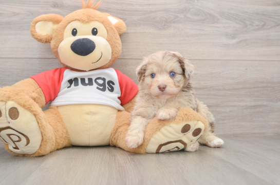 Smart Mini Aussiedoodle Poodle Mix Pup