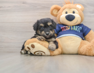 8 week old Mini Aussiedoodle Puppy For Sale - Puppy Love PR