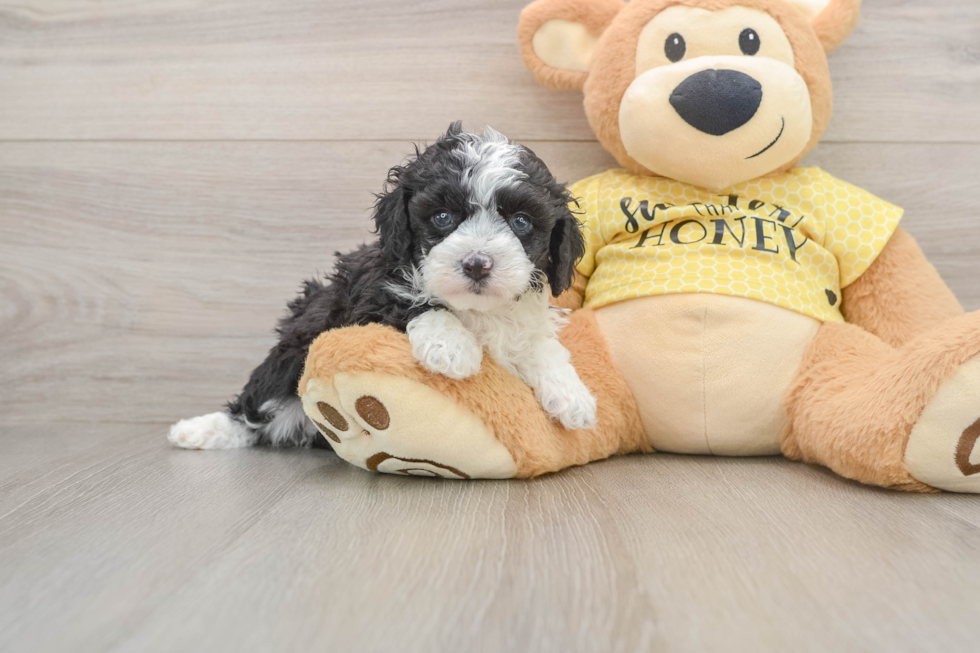 Mini Aussiedoodle Puppy for Adoption