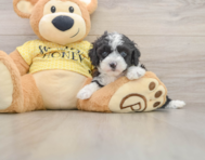 9 week old Mini Aussiedoodle Puppy For Sale - Puppy Love PR