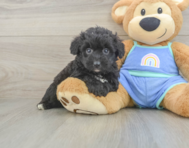 7 week old Mini Aussiedoodle Puppy For Sale - Puppy Love PR
