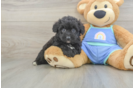 Best Mini Aussiedoodle Baby
