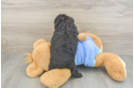 Adorable Mini Australian Shepherd X Poodle Mix Poodle Mix Puppy