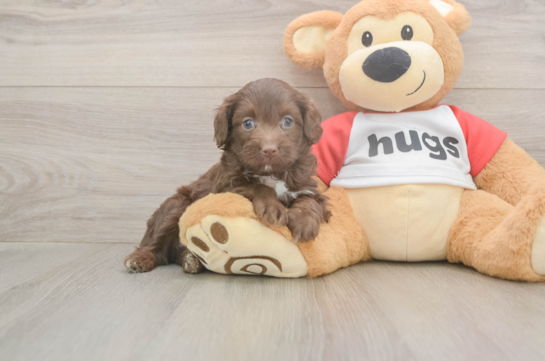 5 week old Mini Aussiedoodle Puppy For Sale - Puppy Love PR Popular Mini Aussiedoodle Poodle Mix Pup