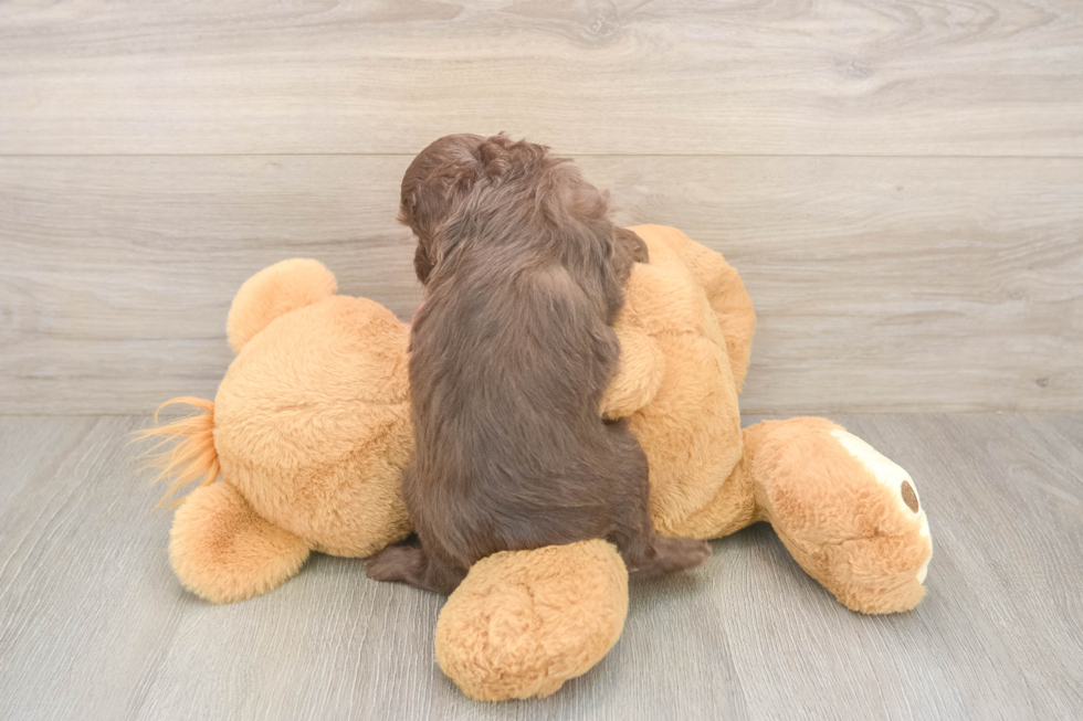 Little Mini Aussiepoo Poodle Mix Puppy