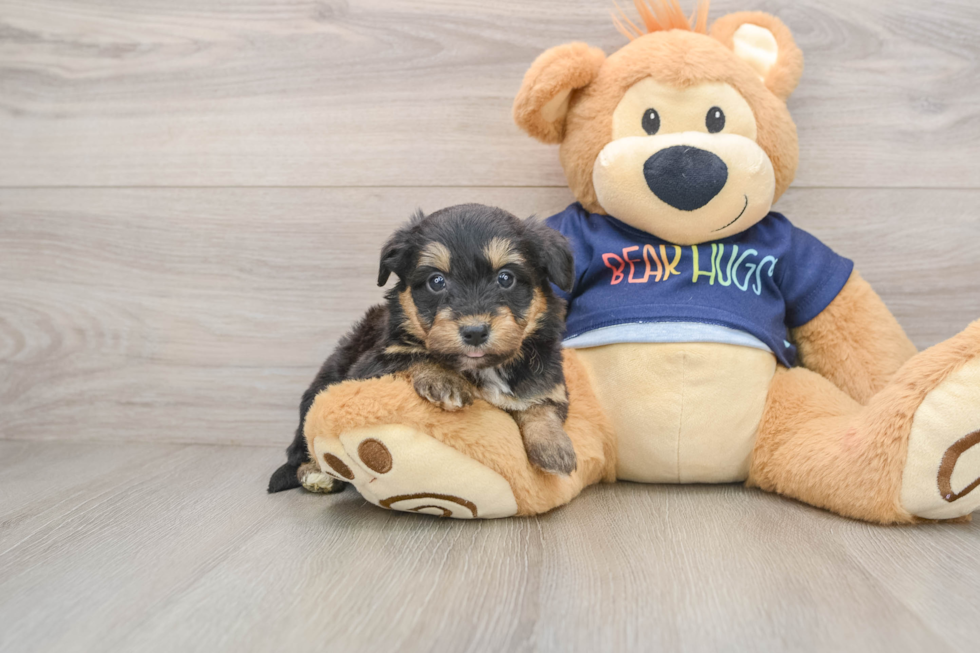 Happy Mini Aussiedoodle Baby
