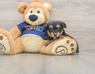 8 week old Mini Aussiedoodle Puppy For Sale - Puppy Love PR