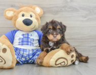 8 week old Mini Aussiedoodle Puppy For Sale - Puppy Love PR