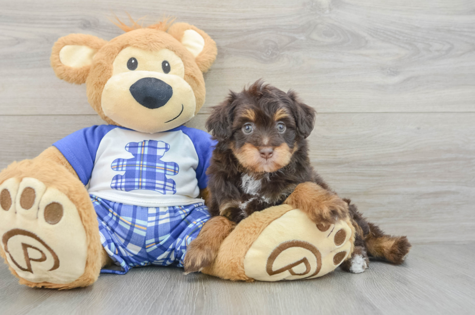 7 week old Mini Aussiedoodle Puppy For Sale - Puppy Love PR