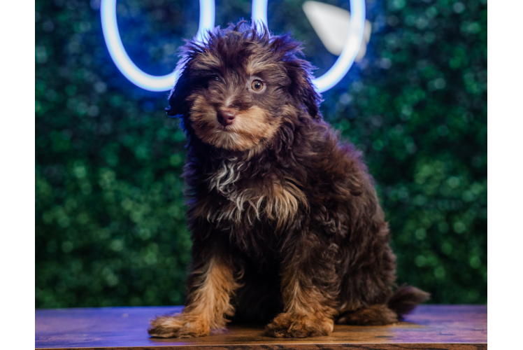 Cute Aussie Poo Poodle Mix Puppy