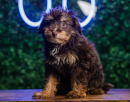 10 week old Mini Aussiedoodle Puppy For Sale - Puppy Love PR