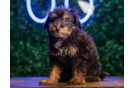 Cute Aussie Poo Poodle Mix Puppy