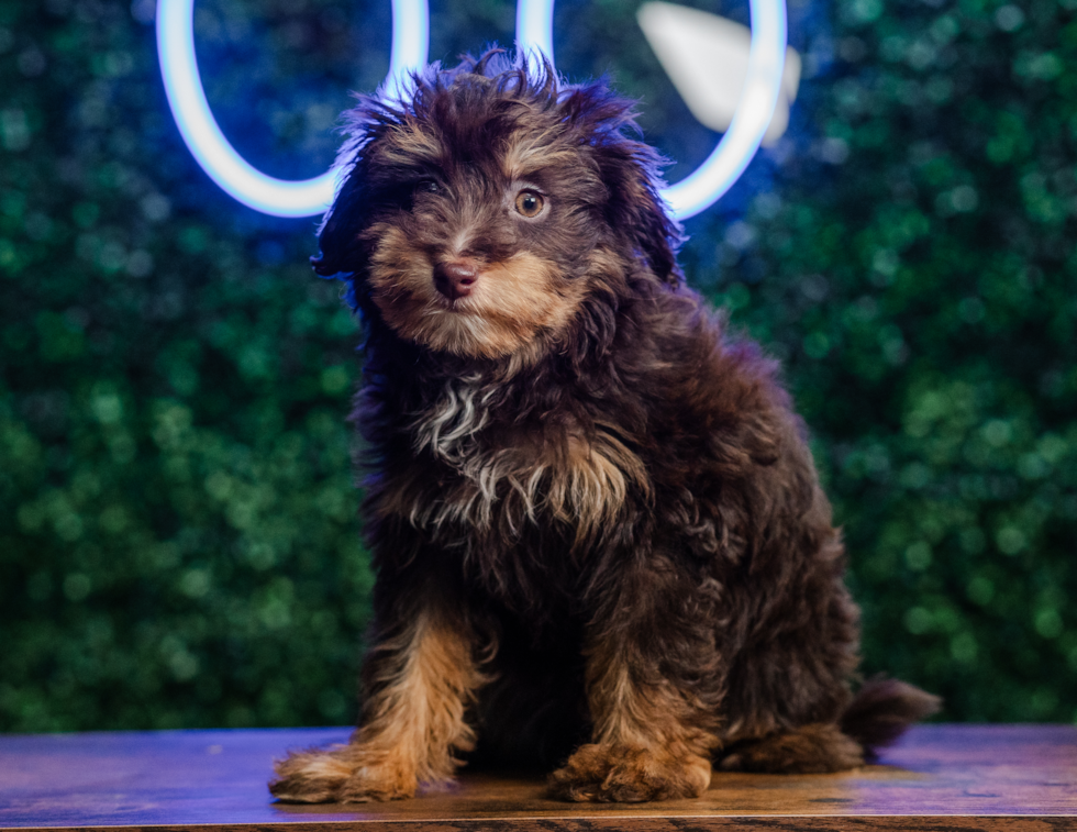Cute Aussie Poo Poodle Mix Puppy