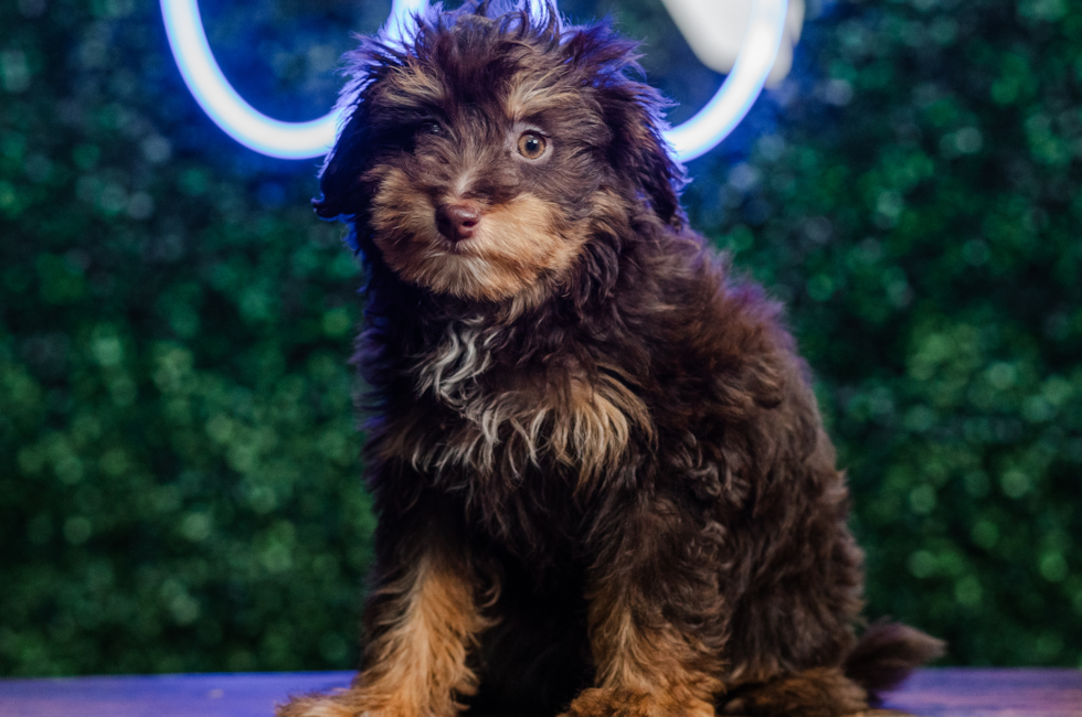 10 week old Mini Aussiedoodle Puppy For Sale - Puppy Love PR