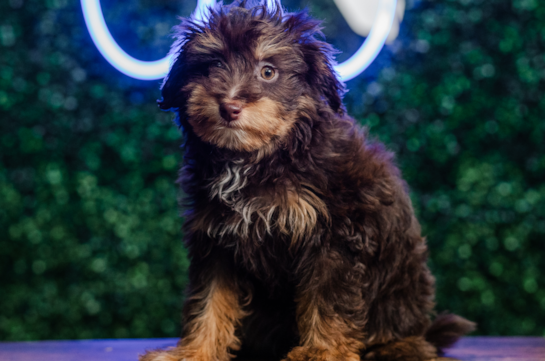 Cute Aussie Poo Poodle Mix Puppy