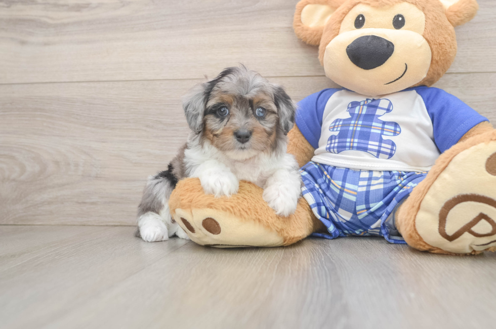 6 week old Mini Aussiedoodle Puppy For Sale - Puppy Love PR