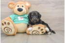 Mini Aussiedoodle Puppy for Adoption