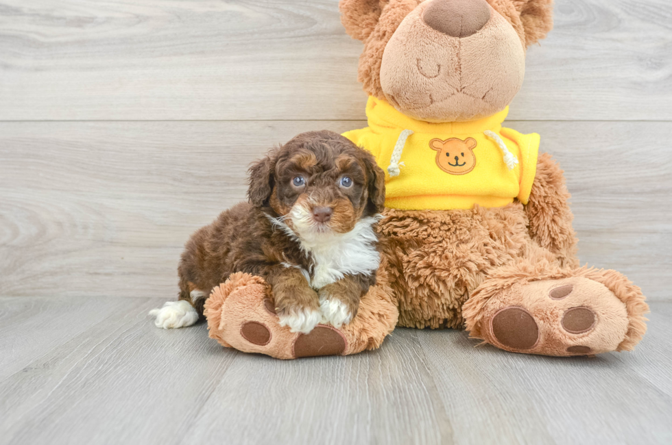 8 week old Mini Aussiedoodle Puppy For Sale - Puppy Love PR