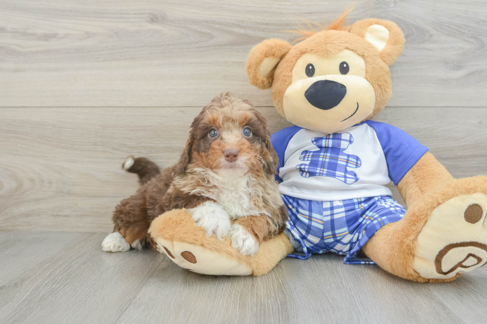 Cute Mini Aussiedoodle Baby