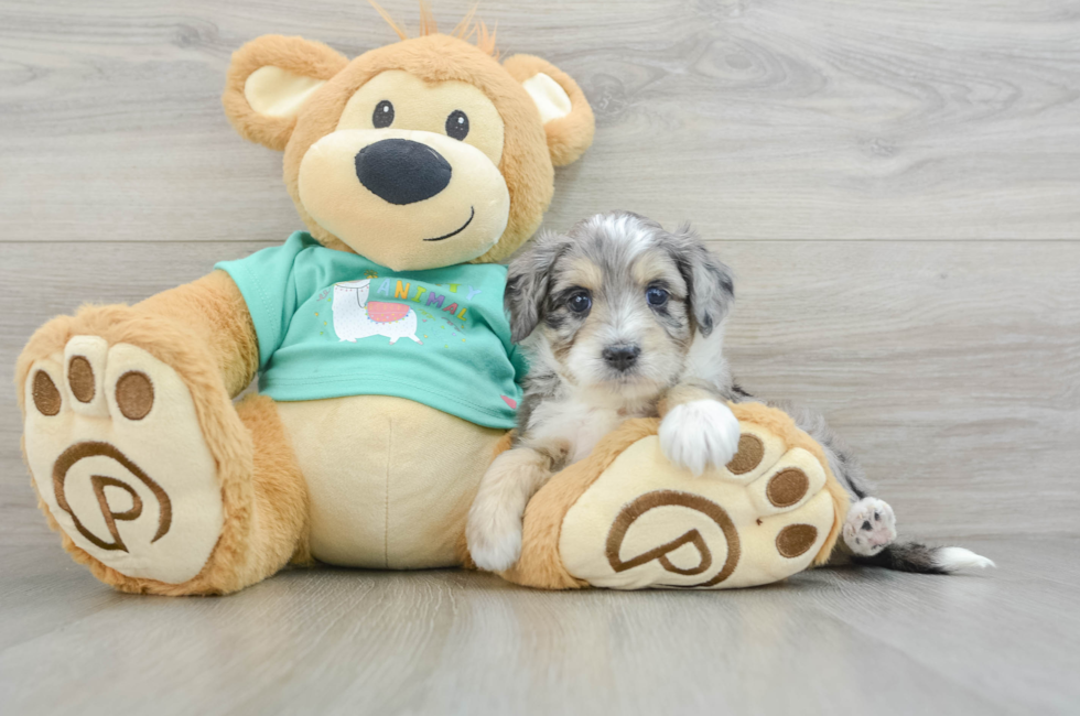 5 week old Mini Aussiedoodle Puppy For Sale - Puppy Love PR