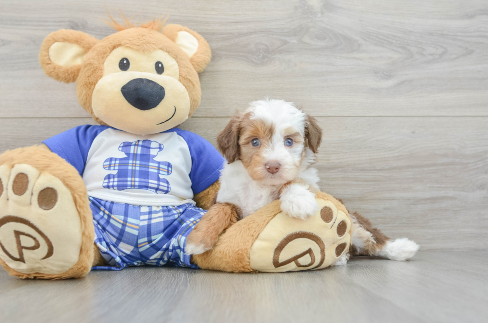 6 week old Mini Aussiedoodle Puppy For Sale - Puppy Love PR
