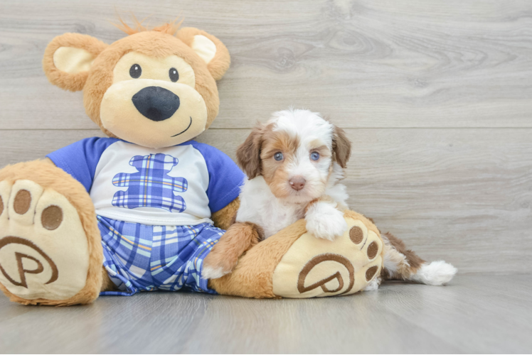 Meet Hibiscus - our Mini Aussiedoodle Puppy Photo 1/3 - Puppy Love PR Popular Mini Aussiedoodle Poodle Mix Pup