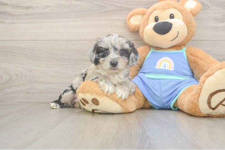 Best Mini Aussiedoodle Baby