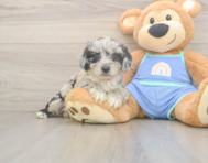 7 week old Mini Aussiedoodle Puppy For Sale - Puppy Love PR