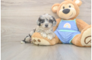 Best Mini Aussiedoodle Baby