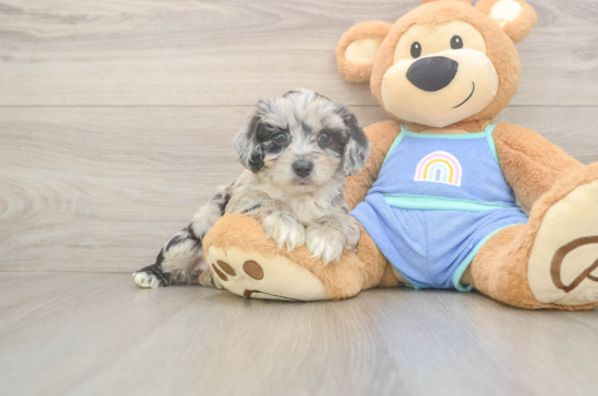Best Mini Aussiedoodle Baby