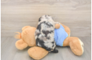 Mini Aussiedoodle Puppy for Adoption