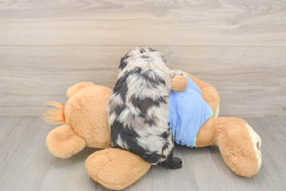 Mini Aussiedoodle Puppy for Adoption