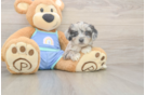 Best Mini Aussiedoodle Baby