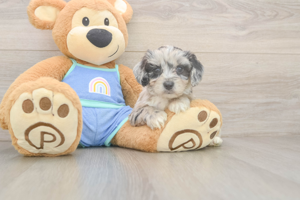 Best Mini Aussiedoodle Baby
