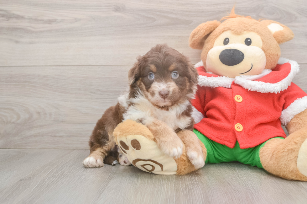 5 week old Mini Aussiedoodle Puppy For Sale - Puppy Love PR