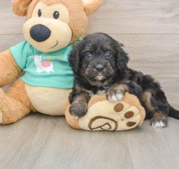 6 week old Mini Aussiedoodle Puppy For Sale - Puppy Love PR