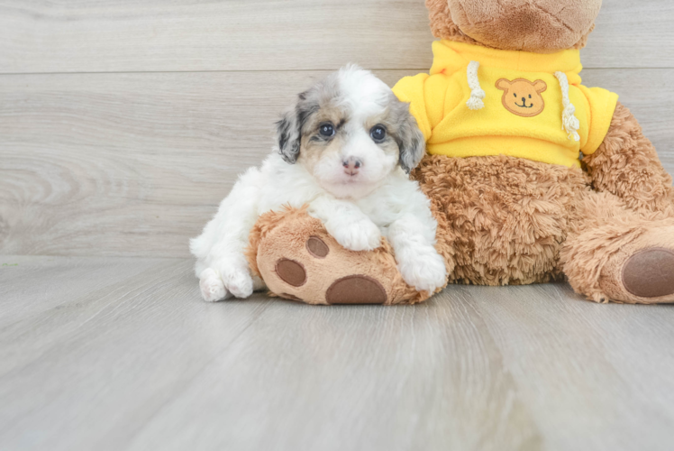 Meet Hollis - our Mini Aussiedoodle Puppy Photo 1/3 - Puppy Love PR Fluffy Mini Aussiedoodle Poodle Mix Pup