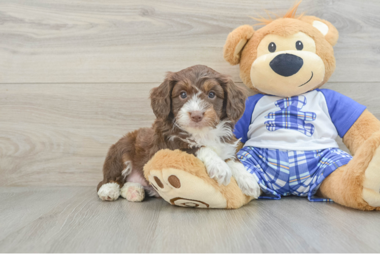 Fluffy Mini Aussiedoodle Poodle Mix Pup