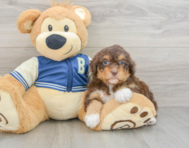 8 week old Mini Aussiedoodle Puppy For Sale - Puppy Love PR