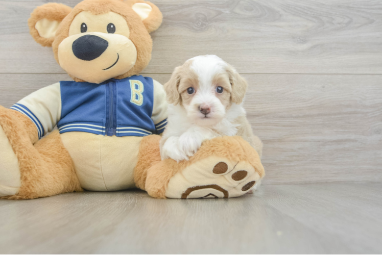 Best Mini Aussiedoodle Baby