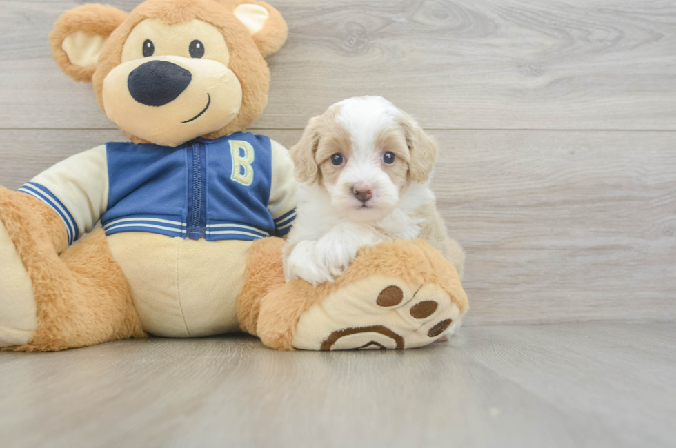5 week old Mini Aussiedoodle Puppy For Sale - Puppy Love PR