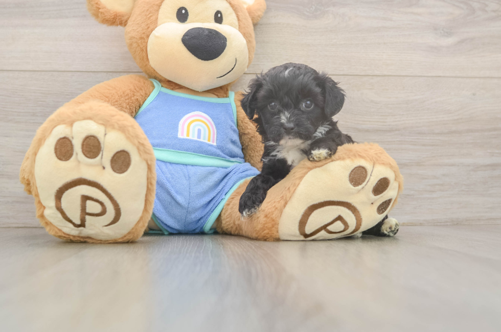 5 week old Mini Aussiedoodle Puppy For Sale - Puppy Love PR