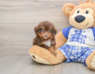 8 week old Mini Aussiedoodle Puppy For Sale - Puppy Love PR