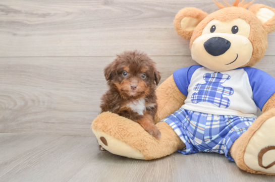 Mini Aussiedoodle Pup Being Cute
