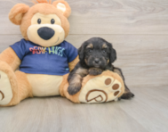 8 week old Mini Aussiedoodle Puppy For Sale - Puppy Love PR