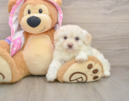 7 week old Mini Aussiedoodle Puppy For Sale - Puppy Love PR
